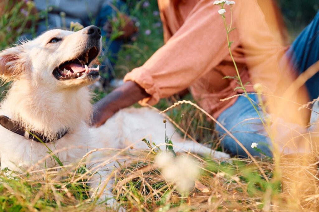 Rainy Days, Hidden Risks: Why Year-Round Preventive Care Matters for Dogs kv boehringer animalcare dog walkingthedog 01 rgb 010